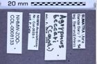Etikette zu Agrypnus beccarii (NHMW-ZOO-COL-0008133)